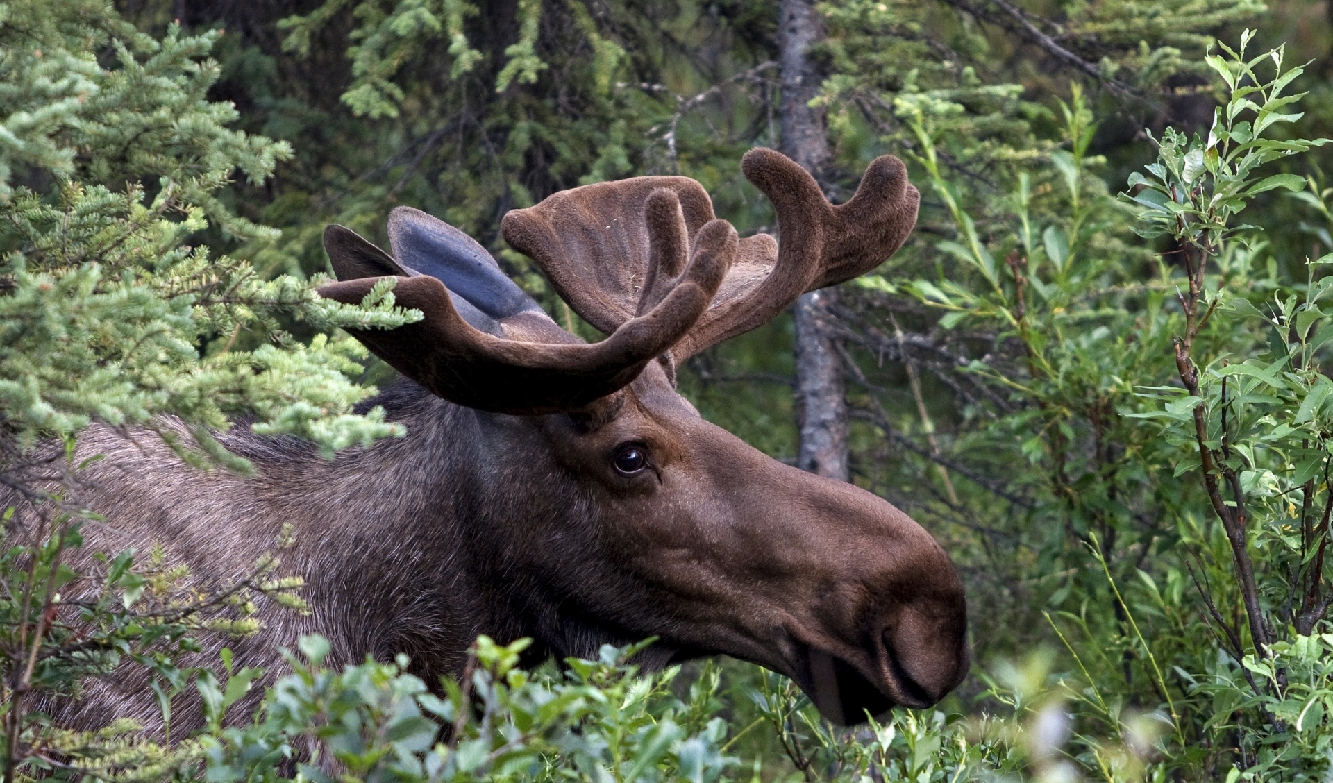 Fictional moose.
